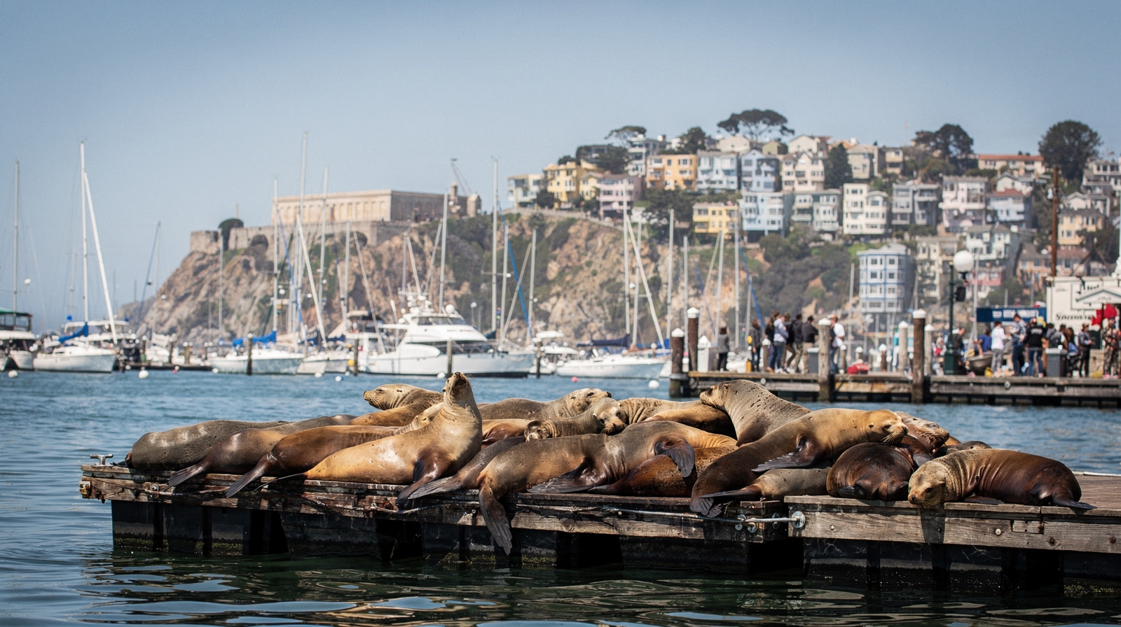 Fisherman's Wharf: Tourist Trap or Worth Your Time?