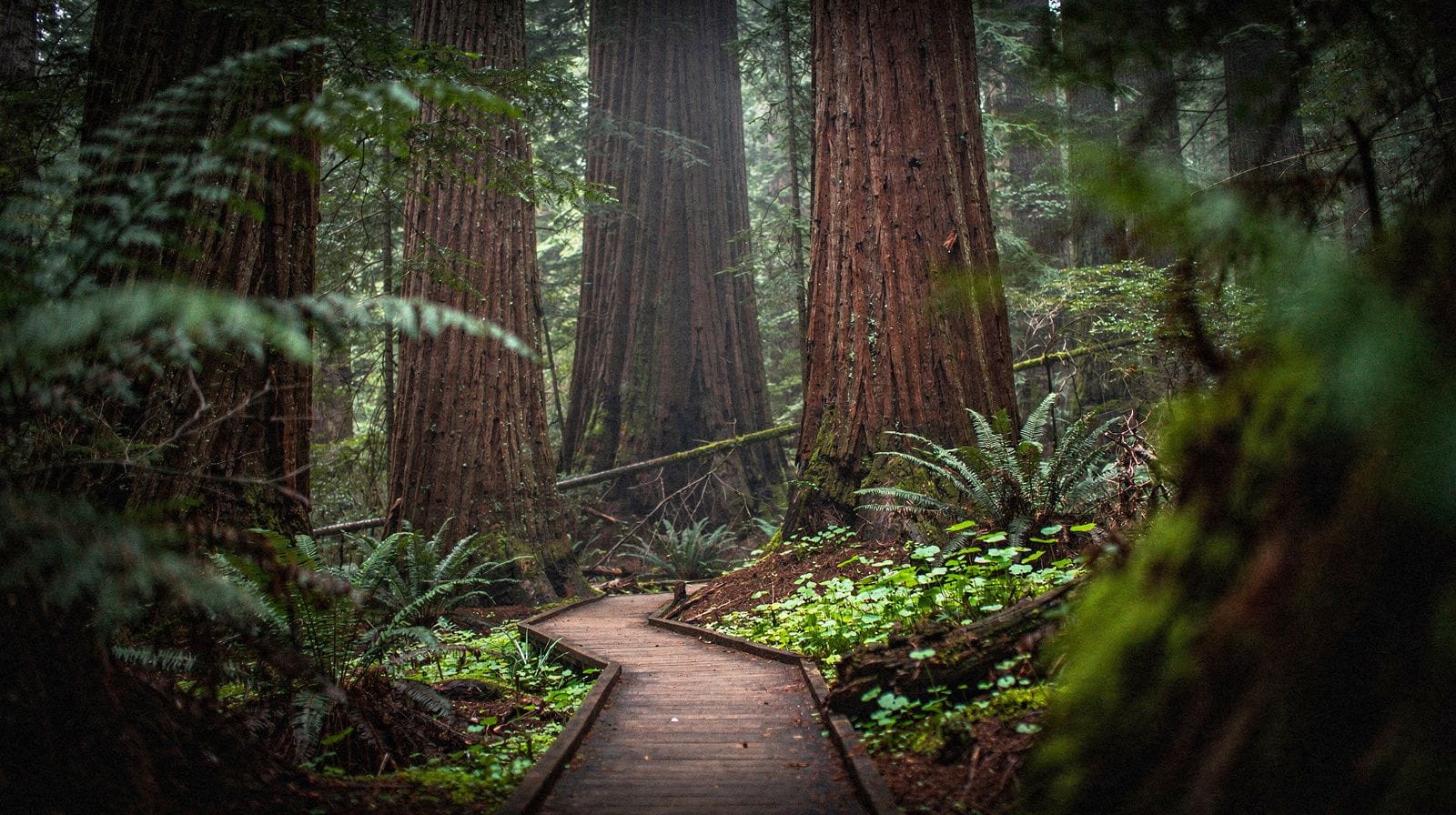 Muir Woods Reservation Tips: How Not to Get Shut Out