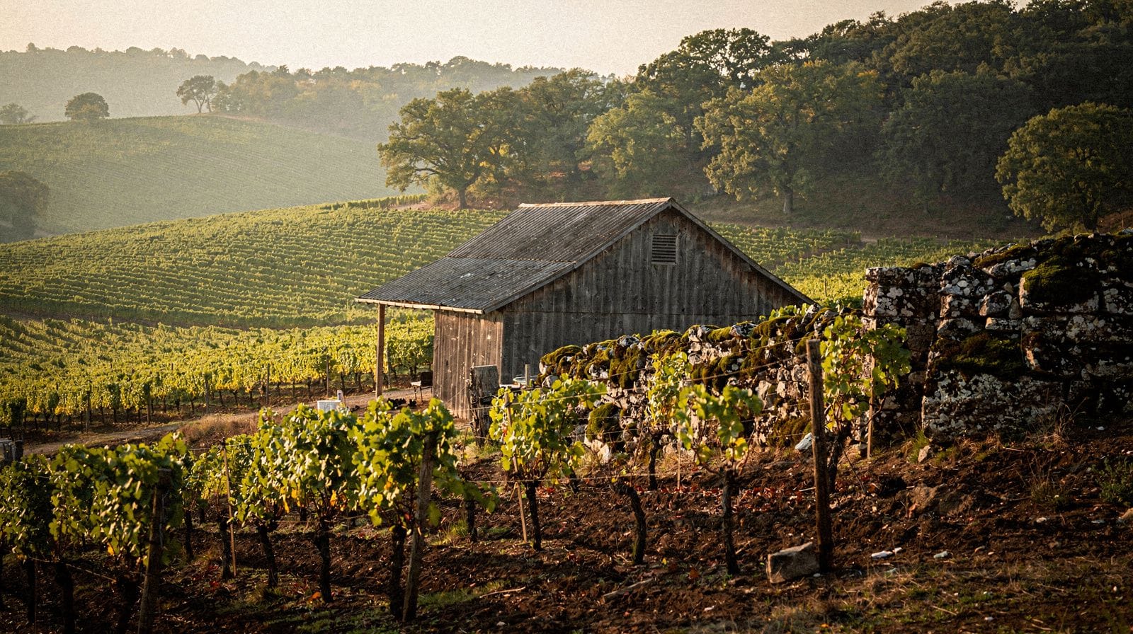 Napa vs Sonoma: Which Wine Country Should You Actually Visit?