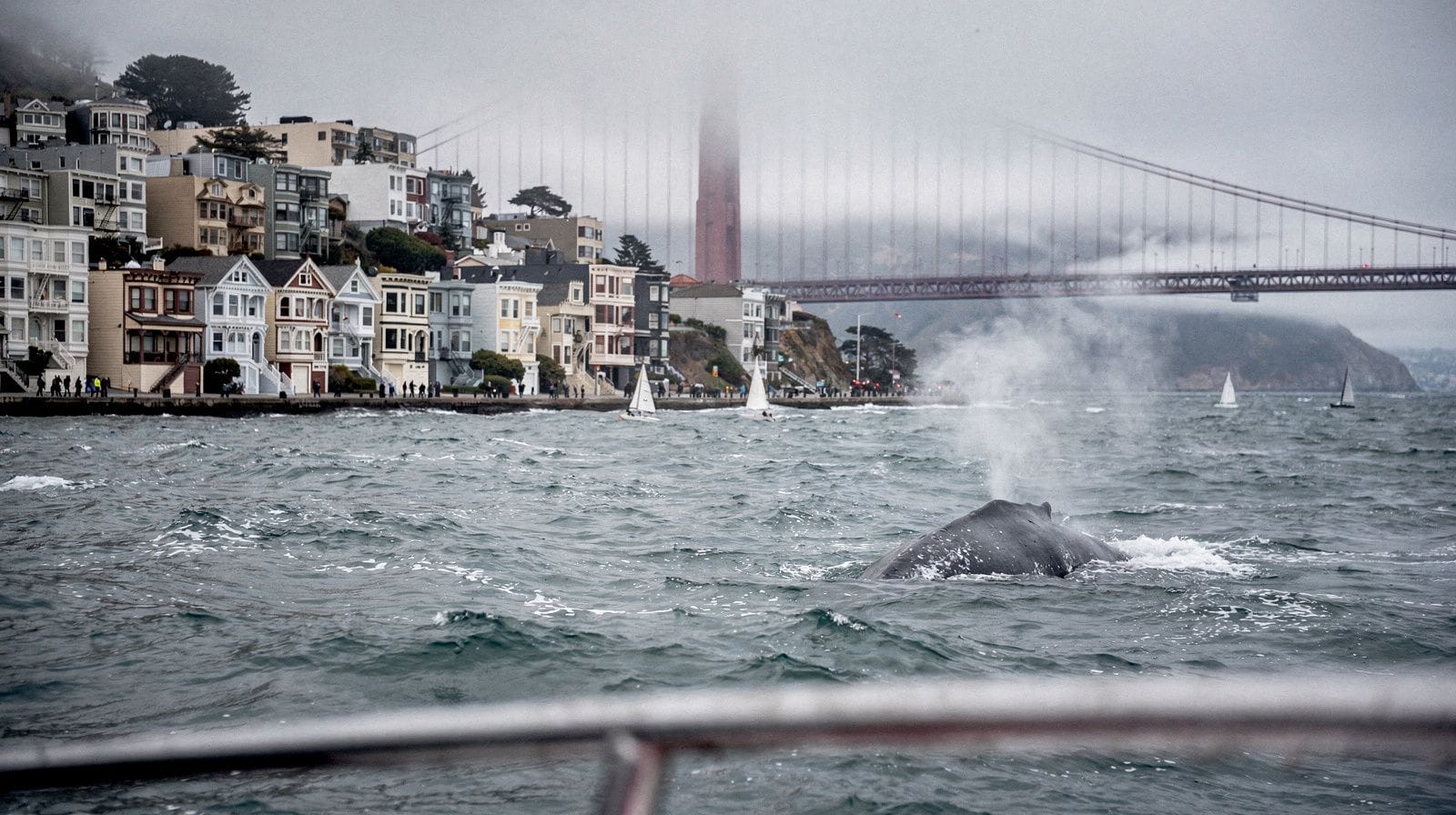 Whale Watching Season Near San Francisco: When and Where I've Actually Seen Them