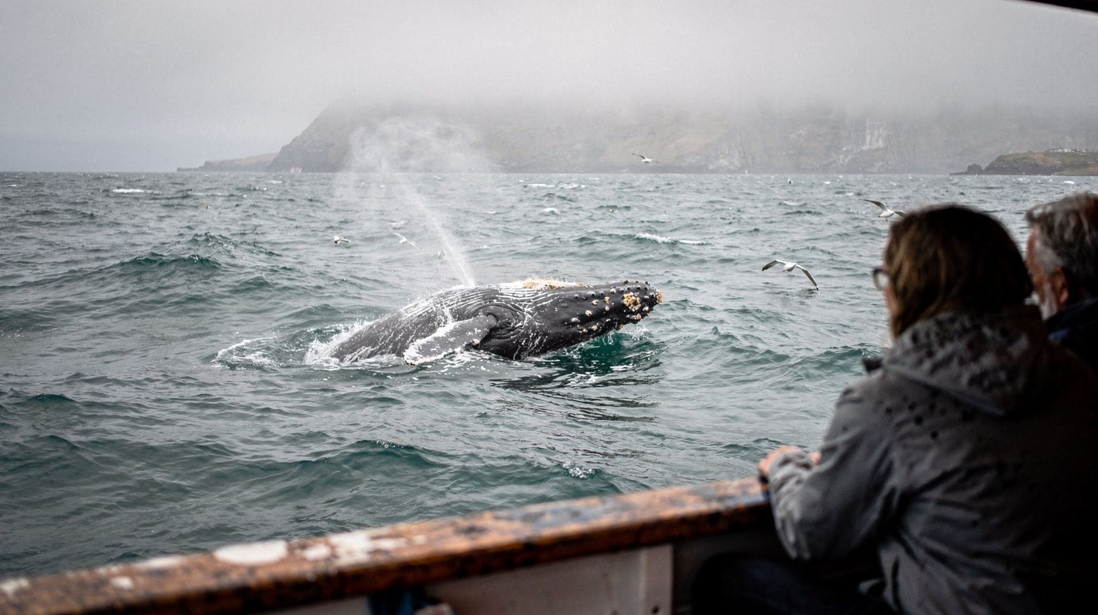 Whale Watching