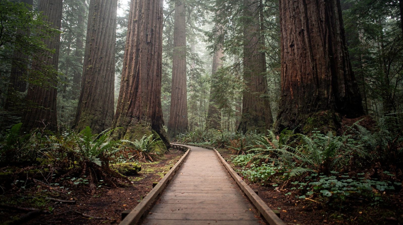 Muir Woods