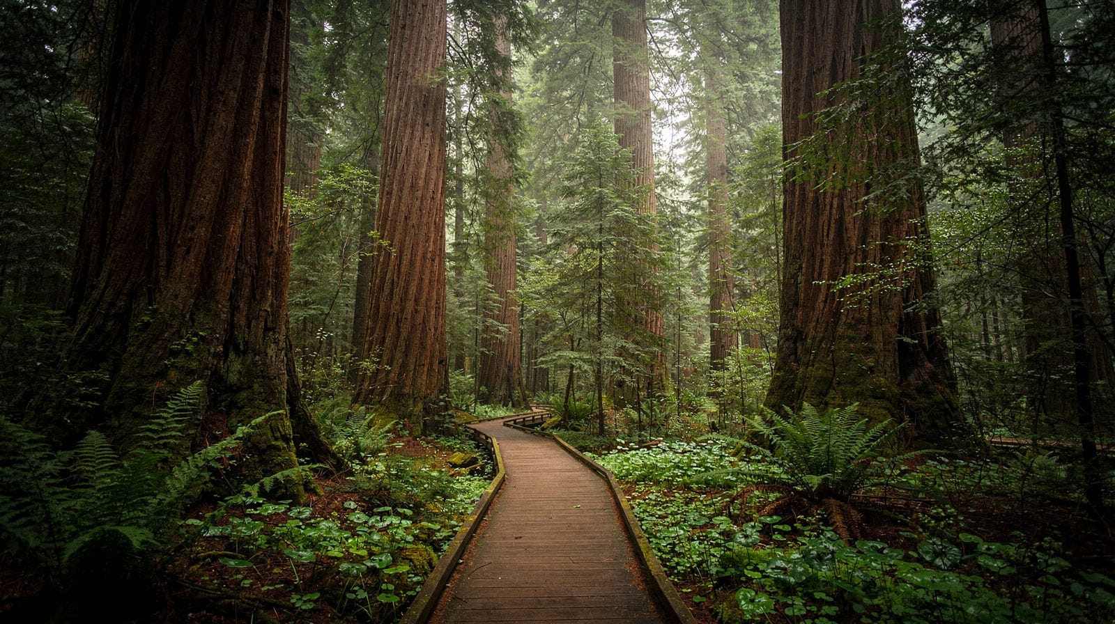 How to Get to Muir Woods: Driving, Shuttle, and Tour Options
