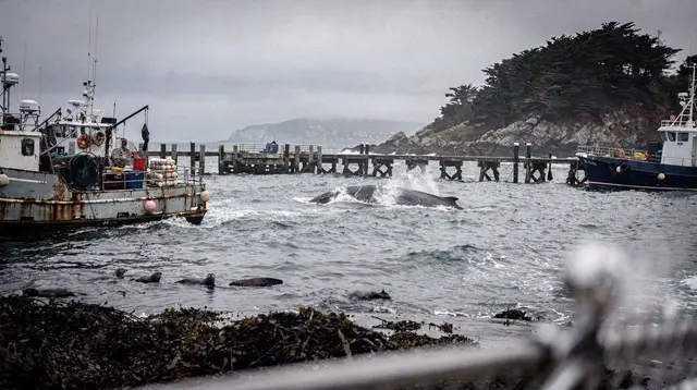 Monterey Whale Watching: Operators, Seasons and What You'll See