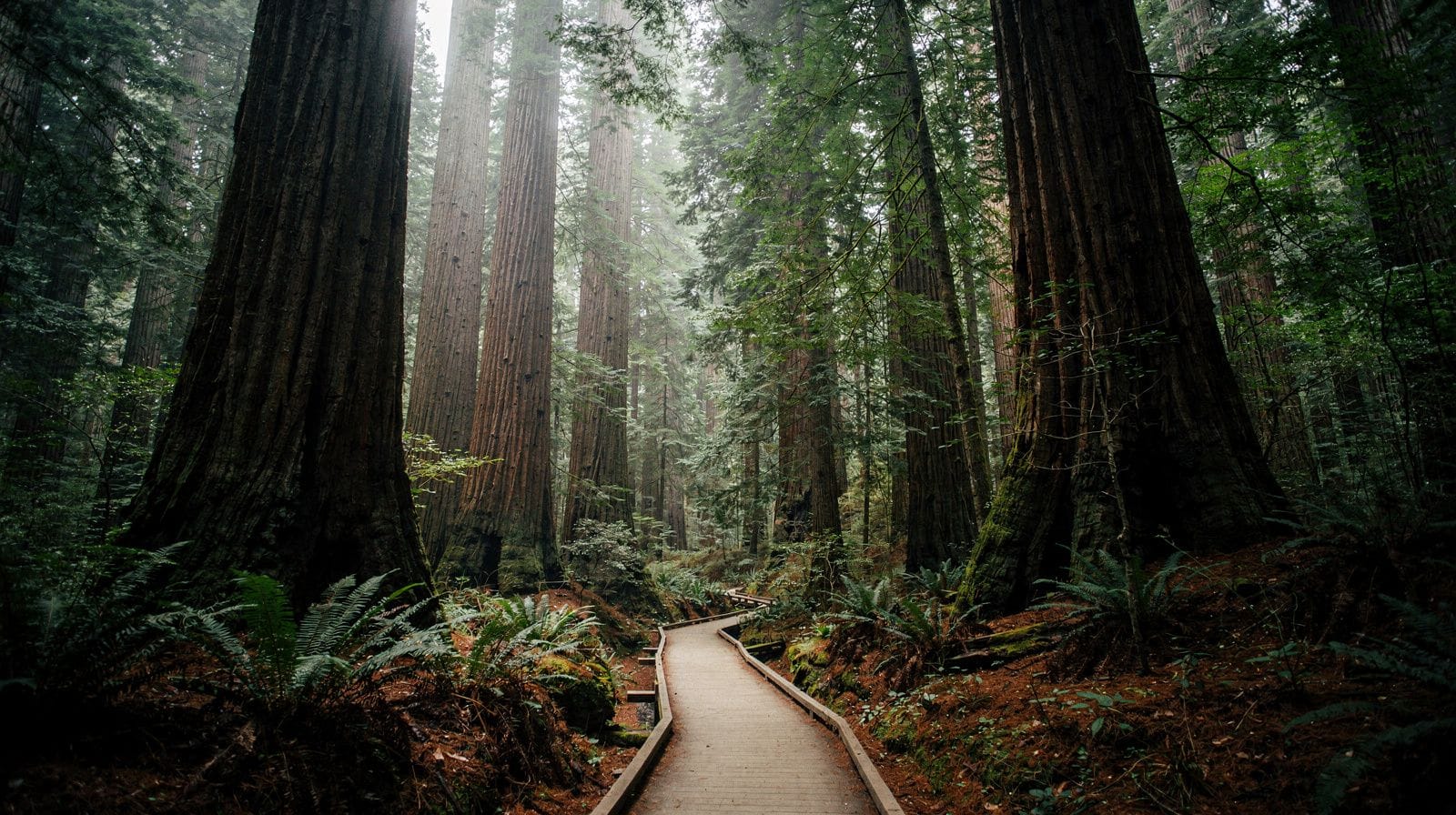 Muir Woods Day Trip Guide: Timing, Transport and Trails from San Francisco