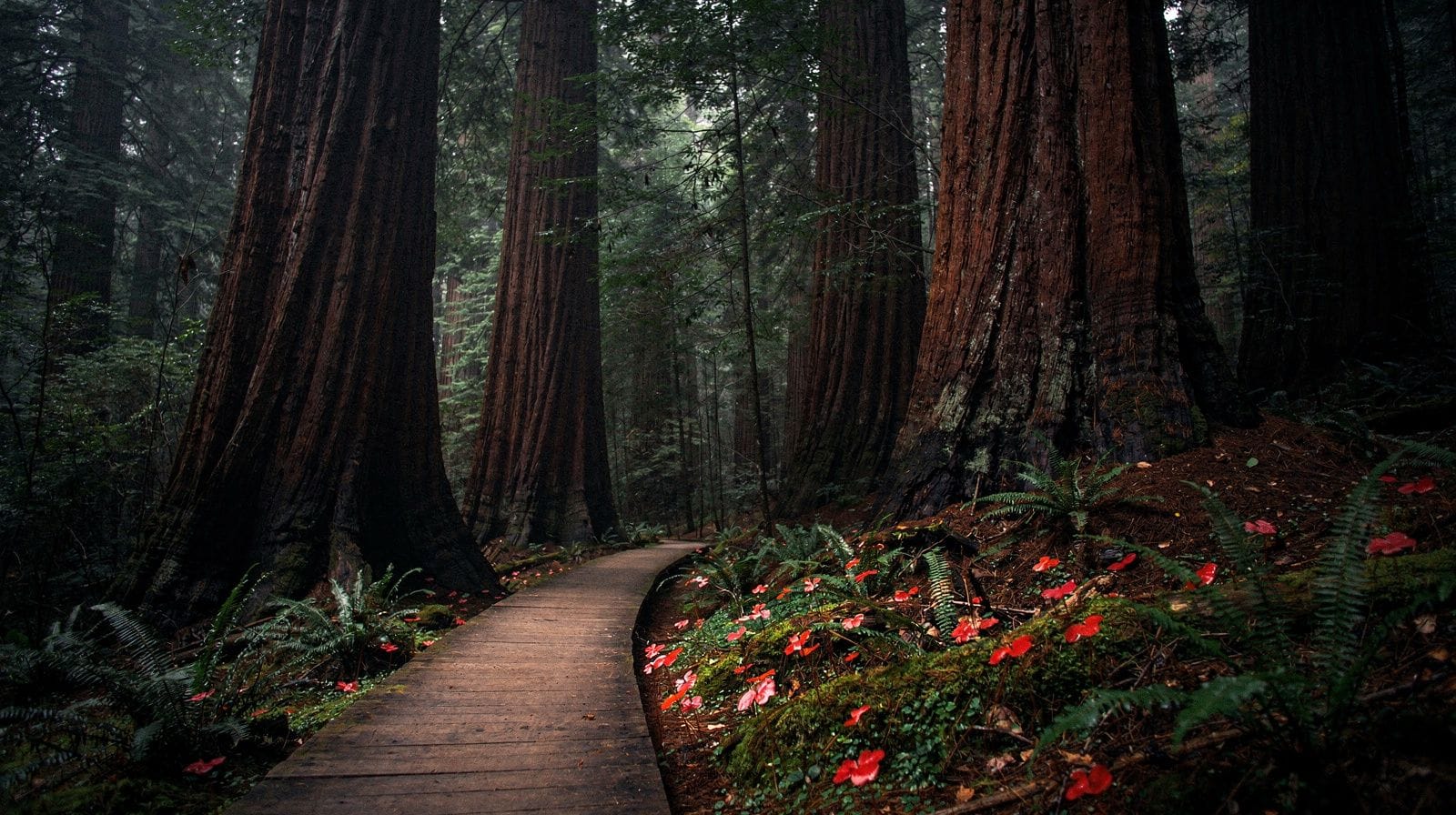 Muir Woods Hiking Trails: A Guide by Length and Difficulty