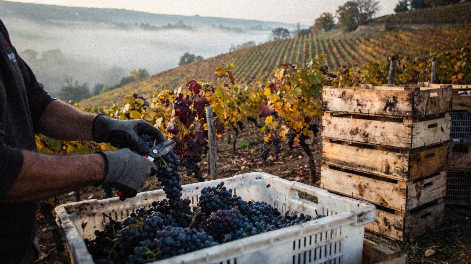 Napa Valley Harvest Season: When to Go and What to Expect