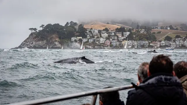 San Francisco Whale Watching: Boat Tours and Migration Season Guide