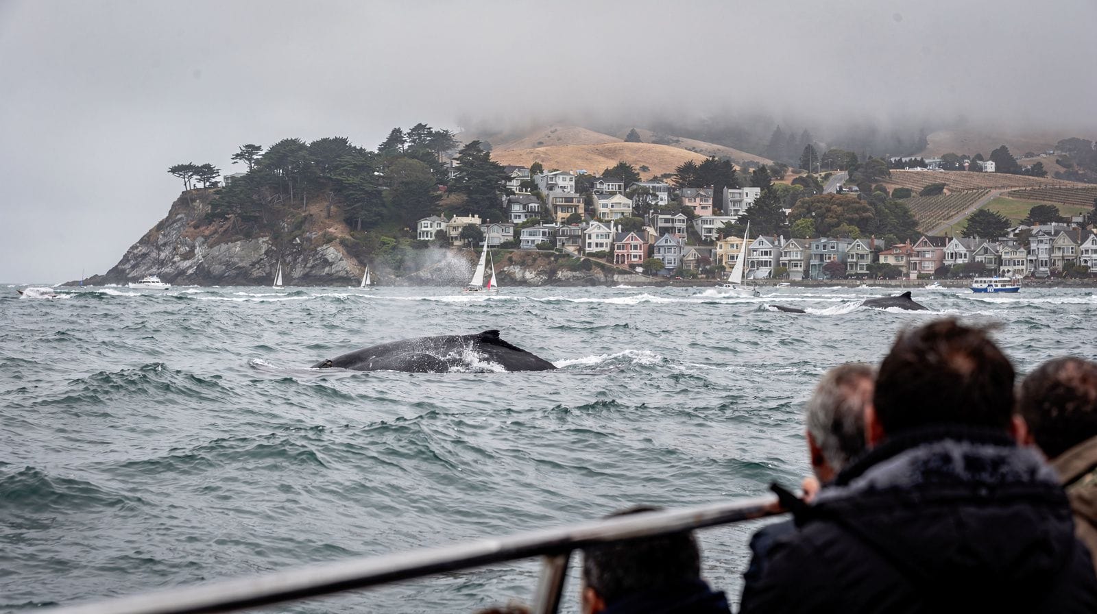 San Francisco Whale Watching: Boat Tours and Migration Season Guide